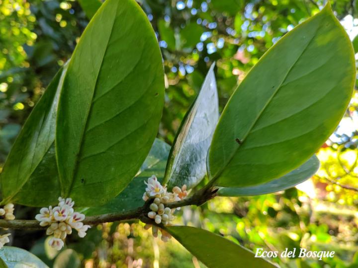 Schlegelia parviflora