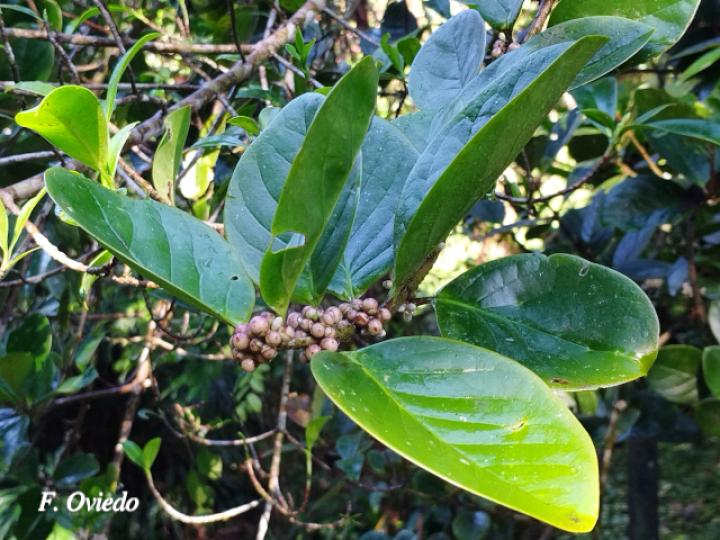 Schlegelia parviflora