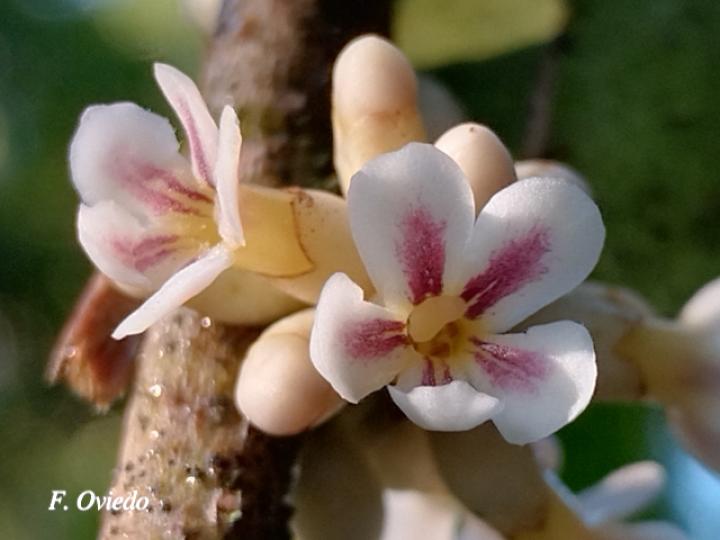 Schlegelia parviflora
