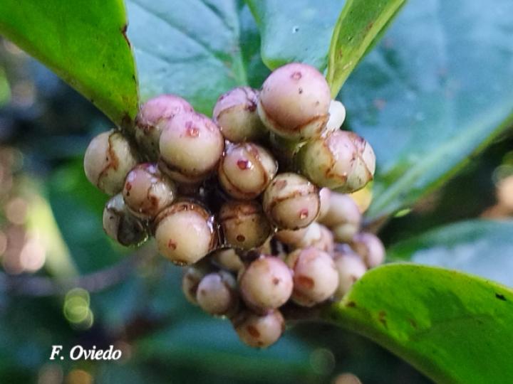 Schlegelia parviflora