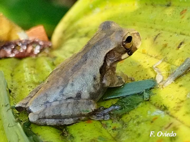 Smilisca baudinii (Rana arborícola mexicana)