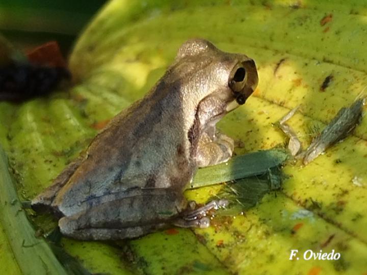 Smilisca baudinii (Rana arborícola mexicana)