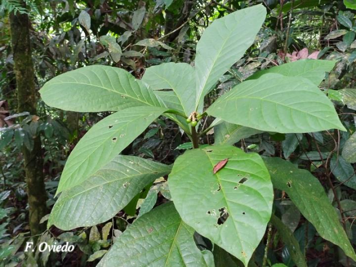 Solanum rovirosanum (Tomatillo)