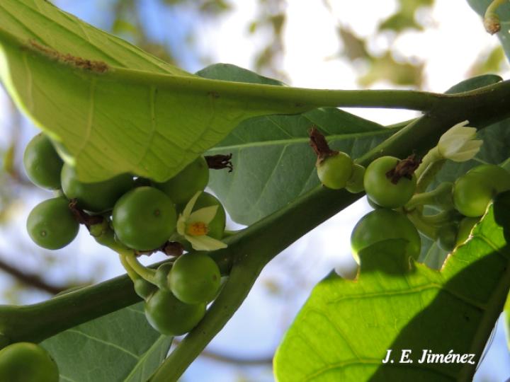 Solanum rovirosanum (Tomatillo)