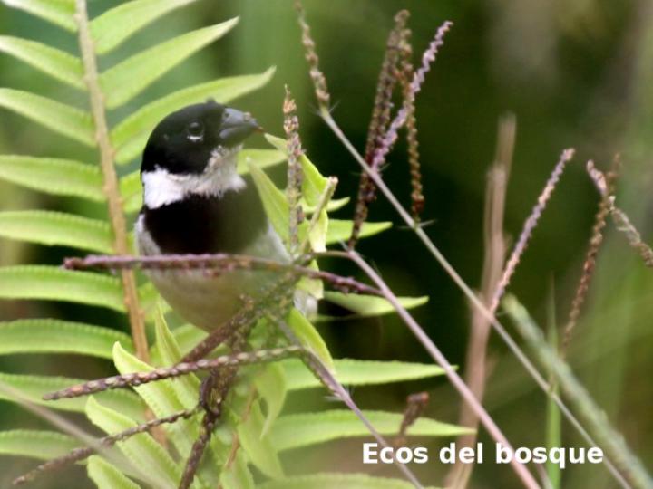 Sporophila morelleti (Setillero)