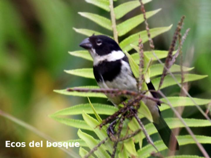 Sporophila morelleti (Setillero)