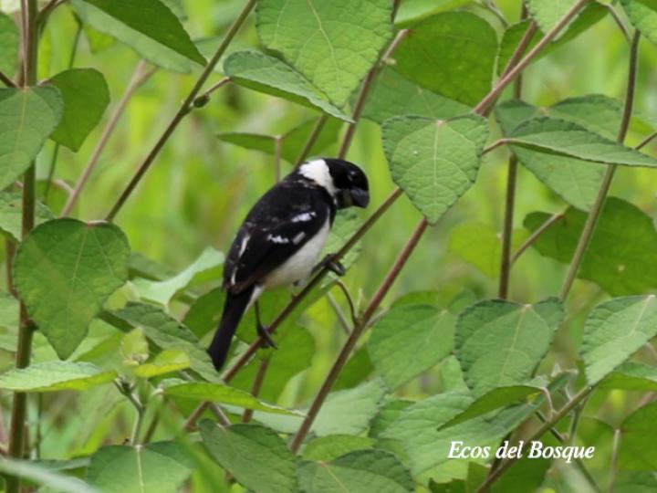 Sporophila morelleti (Setillero)