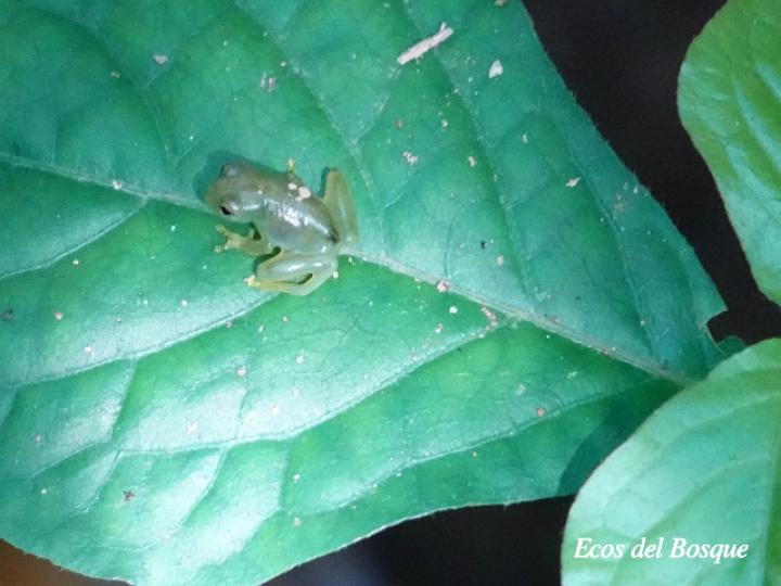 Teratohyla spinosa (Rana de cristal de espinosa)