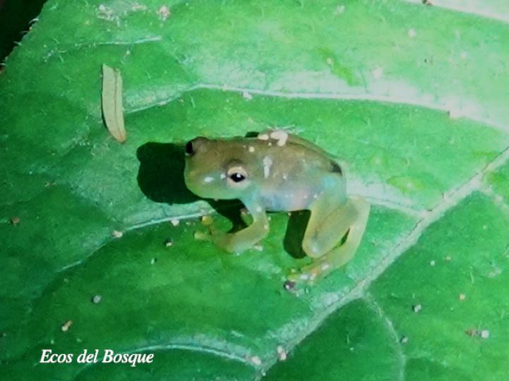 Teratohyla spinosa (Rana de cristal de espinosa)