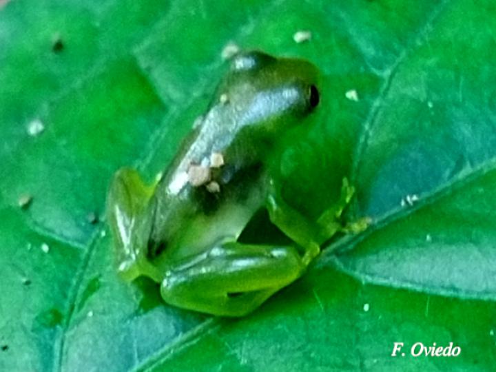 Teratohyla spinosa (Rana de cristal de espinosa)
