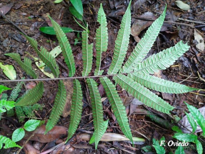 Thelypteris nicaraguensis
