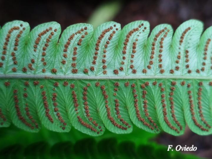 Thelypteris nicaraguensis