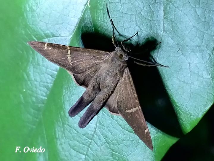 Spicauda teleus (Teleus coluda)