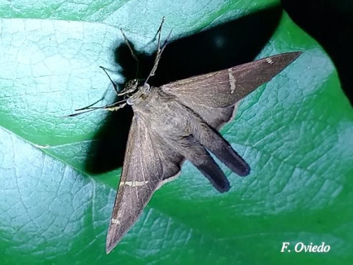 Spicauda teleus (Teleus coluda)