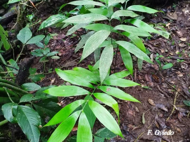 Zamia neurophyllidia