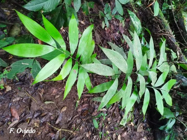 Zamia neurophyllidia