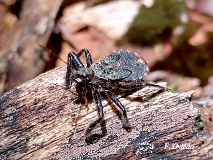 Apiomerus hirtipes (Chinche asesina) Apiomerus hirtipes (Chinche asesina)