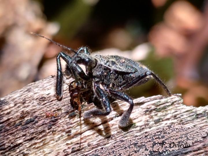 Apiomerus hirtipes (Chinche asesina) Apiomerus hirtipes (Chinche asesina)