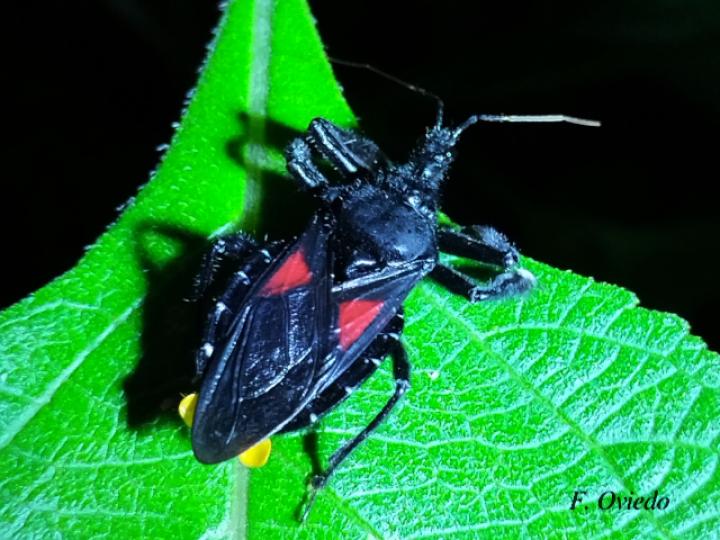 Apiomerus hirtipes (Chinche asesina) Apiomerus hirtipes (Chinche asesina)