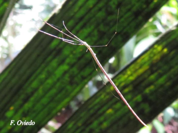 Ariamnes sp (Arañas de abdomen alargado)
