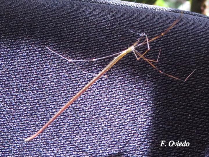 Ariamnes sp Ecos del Bosque