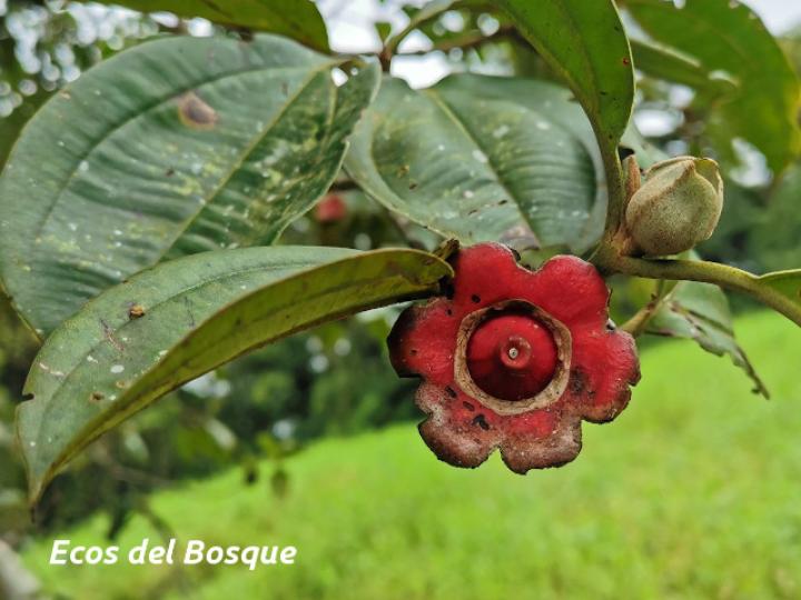 Blakea scarlatina (San Miguel)