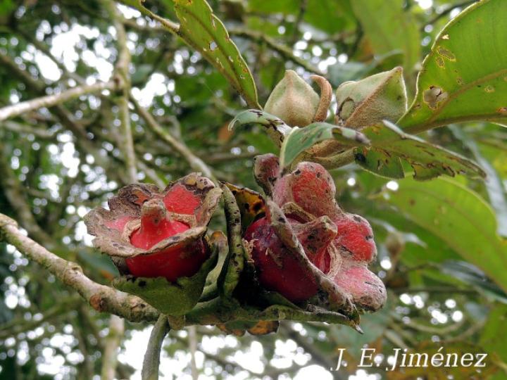 Blakea scarlatina (San Miguel)