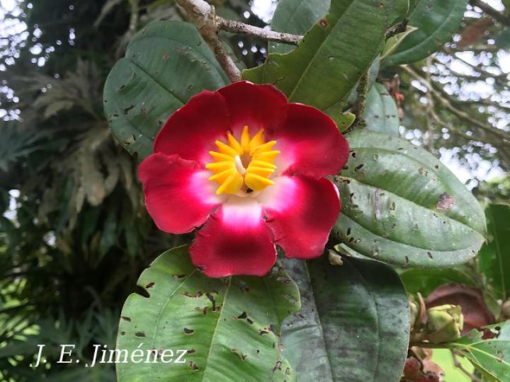 Blakea scarlatina (San Miguel)