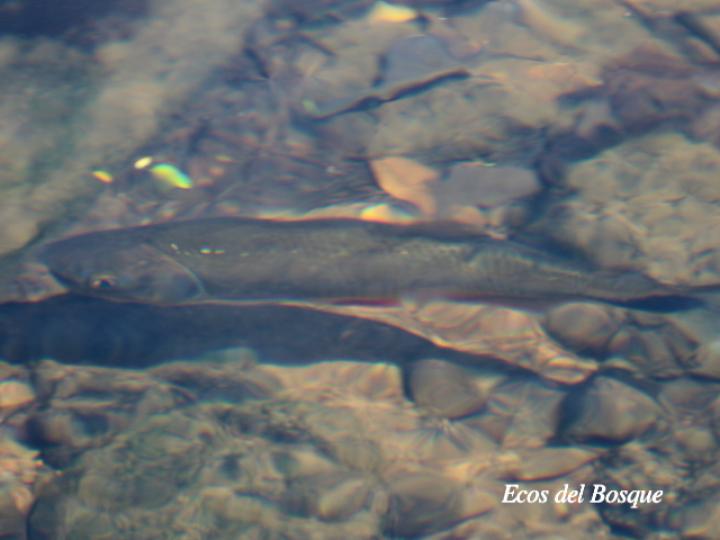 Brycon guatemalensis (Machaca, Sabalete)