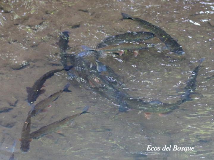 Brycon guatemalensis (Machaca, Sabalete)