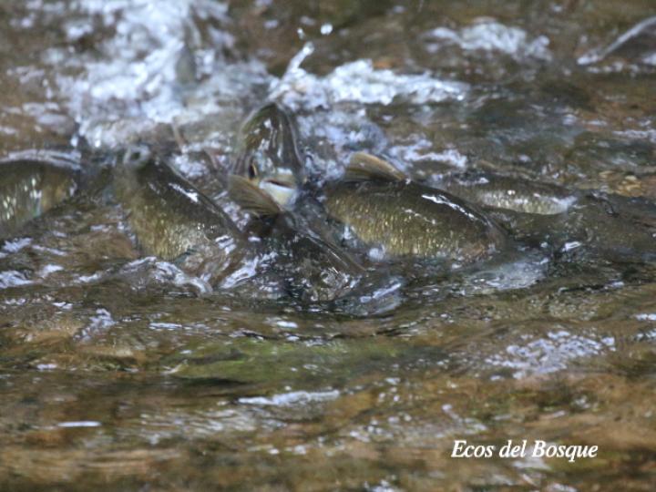 Brycon guatemalensis (Machaca, Sabalete)