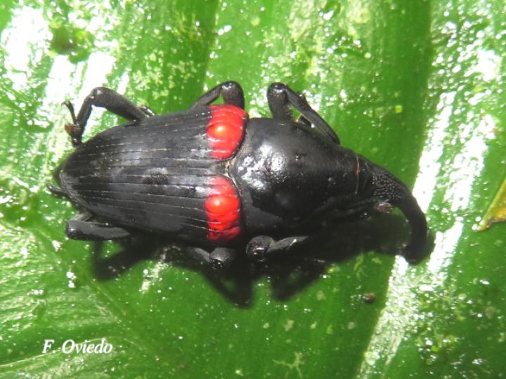 Cactophagus sanguinolentus