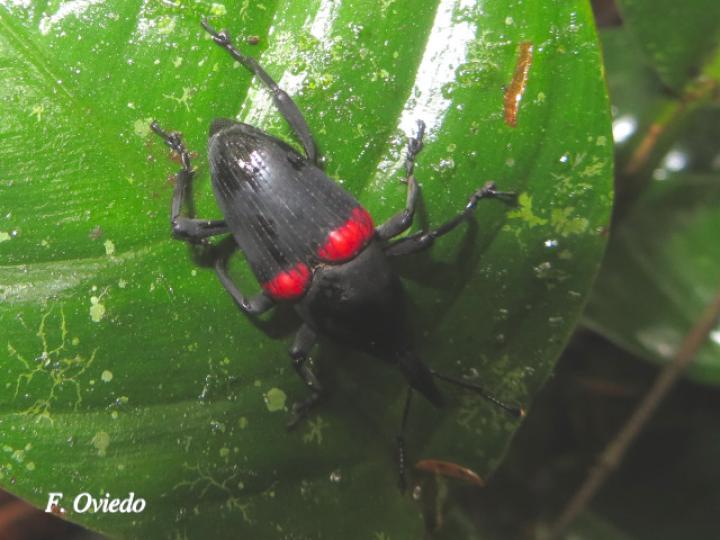 Cactophagus sanguinolentus