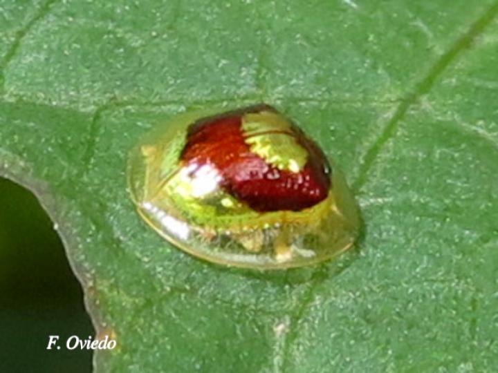 Charidotella puella