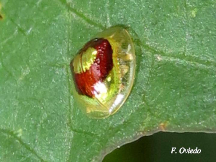 Charidotella puella