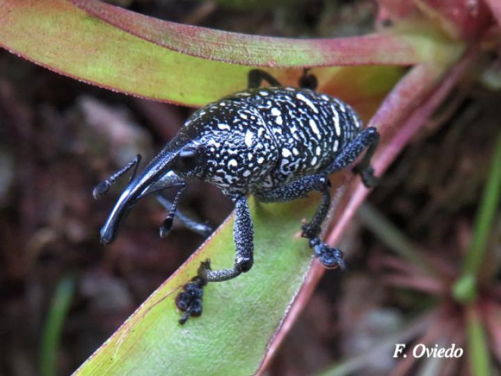 Cholus viduatus