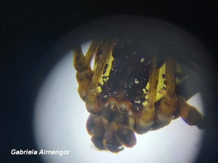 Cynorta sp (Cosechadoras)