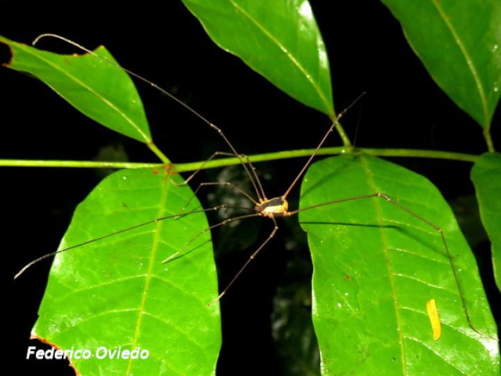 Cynorta sp (Cosechadoras)