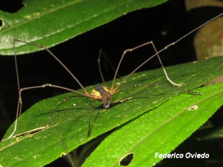 Cynorta sp (Cosechadoras)