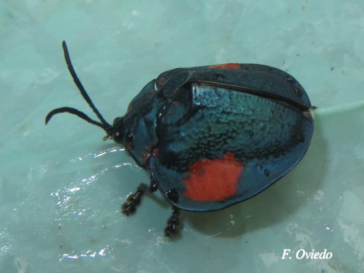 Discomorpha distincta