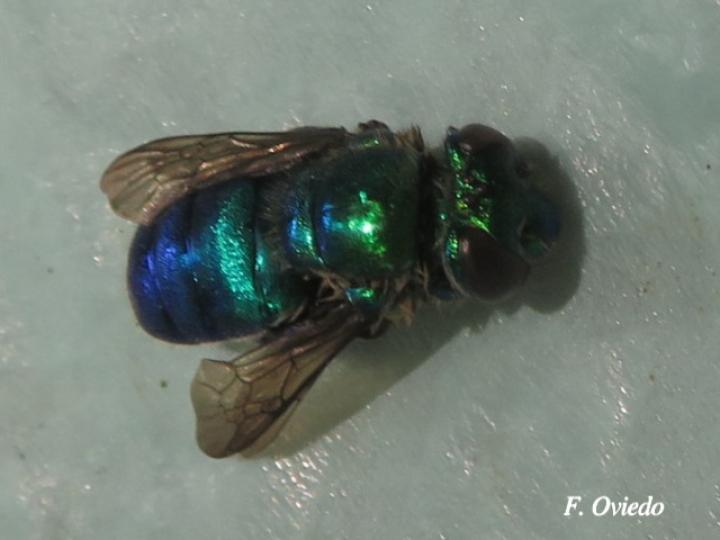 Euglossa azureoviridis (Abeja de las orquídeas)