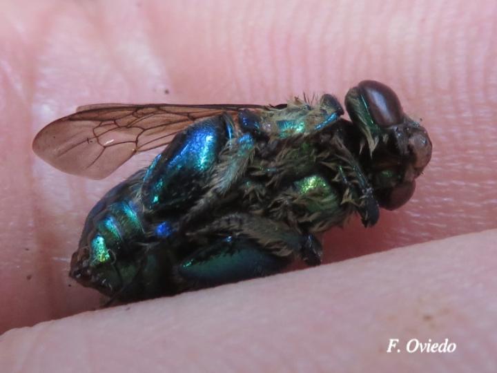 Euglossa azureoviridis (Abeja de las orquídeas)