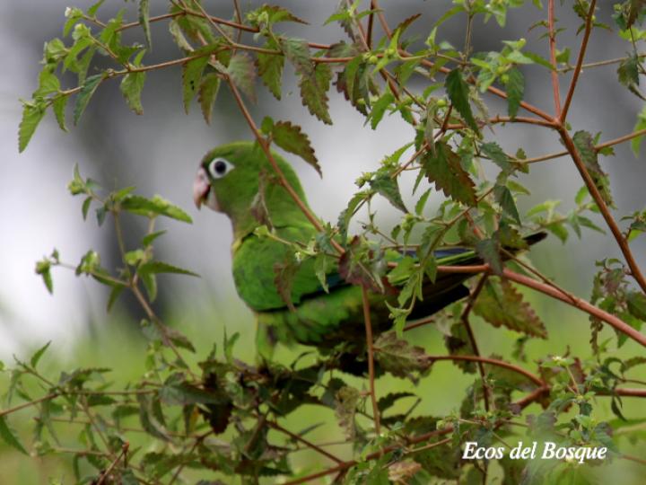 Eupsittula nana en Croton Trinitatis