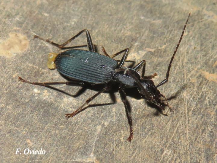 Galerita aequinoctialis	