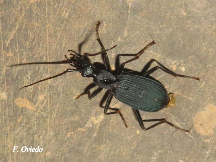 Galerita aequinoctialis	