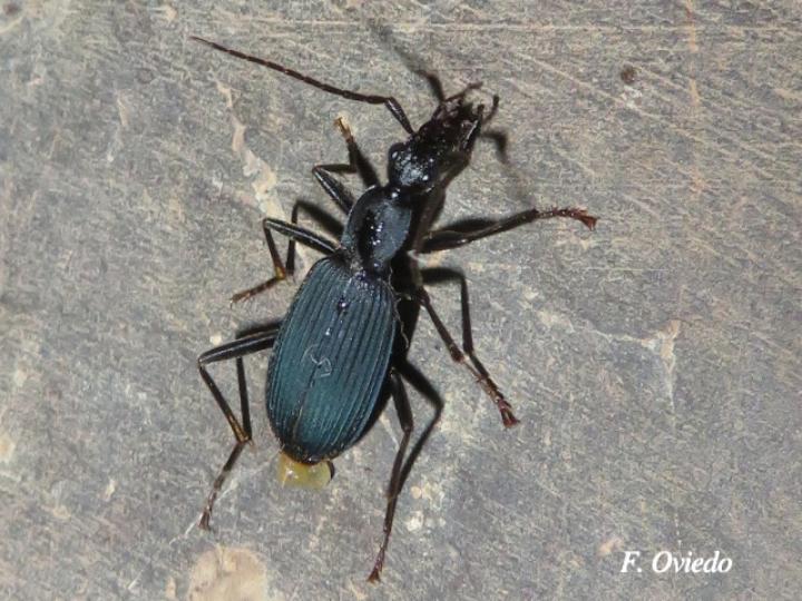 Galerita aequinoctialis