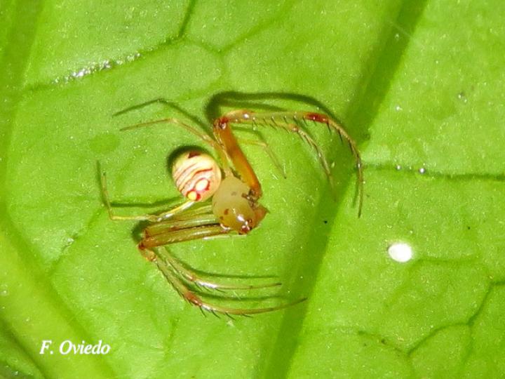 Gelanor sp (Araña pirata)