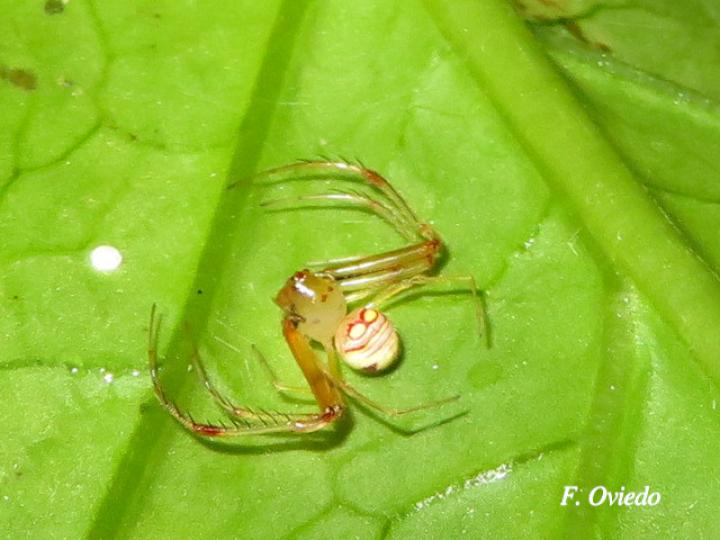 Gelanor sp (Araña pirata)
