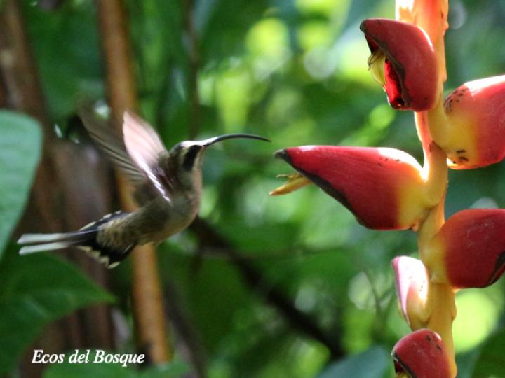 Colibri colilargo en Heliconia pogonantha
