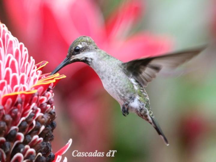 Heliomaster longirostris en Etlingera elatior